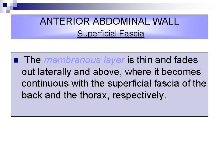 ANTERIOR ABDOMINAL WALL Superficial Fascia n The membranous layer is thin and fades out