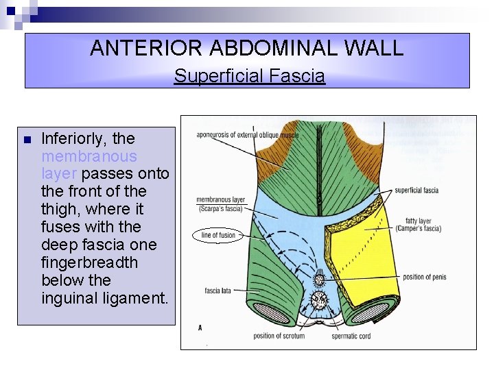 ANTERIOR ABDOMINAL WALL Superficial Fascia n lnferiorly, the membranous layer passes onto the front