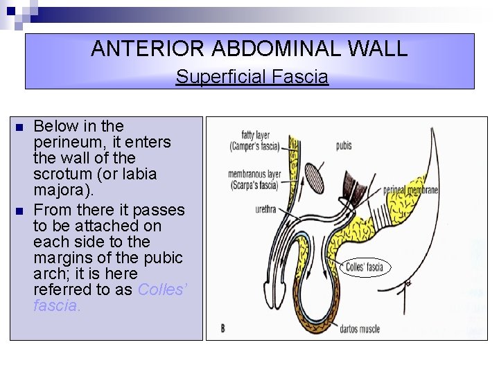 ANTERIOR ABDOMINAL WALL Superficial Fascia n n Below in the perineum, it enters the