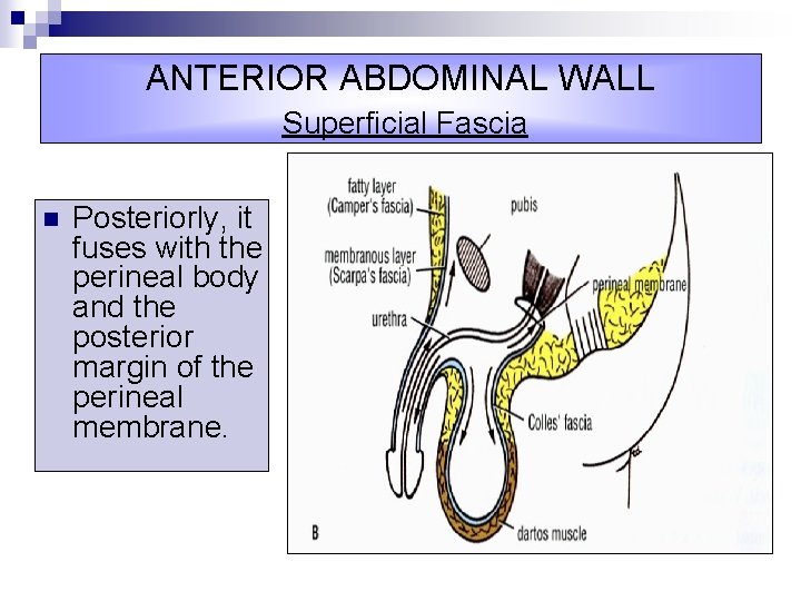 ANTERIOR ABDOMINAL WALL Superficial Fascia n Posteriorly, it fuses with the perineal body and