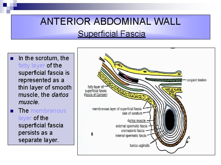ANTERIOR ABDOMINAL WALL Superficial Fascia n n In the scrotum, the fatty layer of