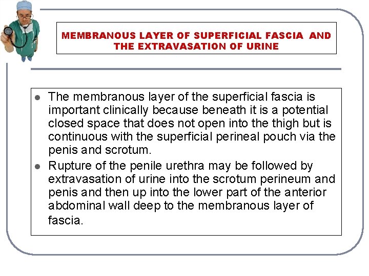 MEMBRANOUS LAYER OF SUPERFICIAL FASCIA AND THE EXTRAVASATION OF URINE l l The membranous