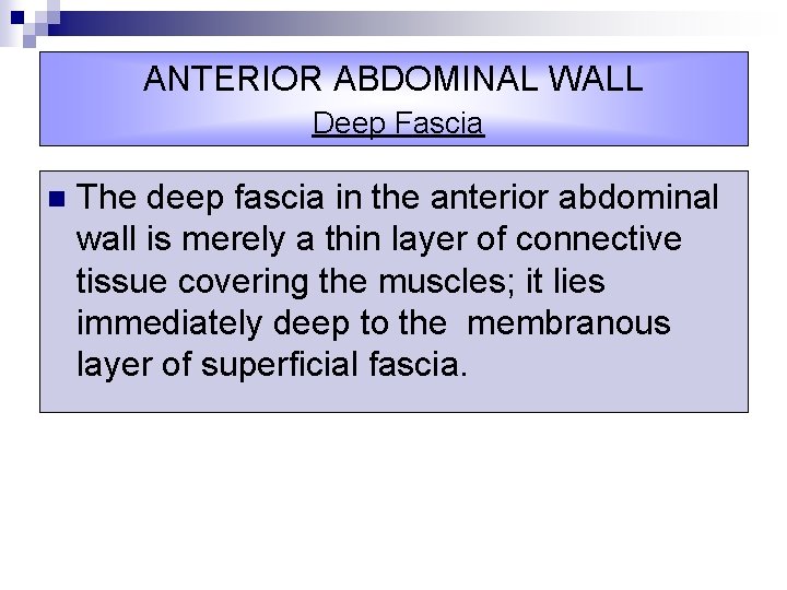 ANTERIOR ABDOMINAL WALL Deep Fascia n The deep fascia in the anterior abdominal wall