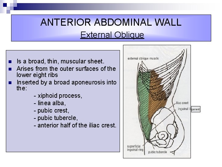 ANTERIOR ABDOMINAL WALL External Oblique n n n Is a broad, thin, muscular sheet.