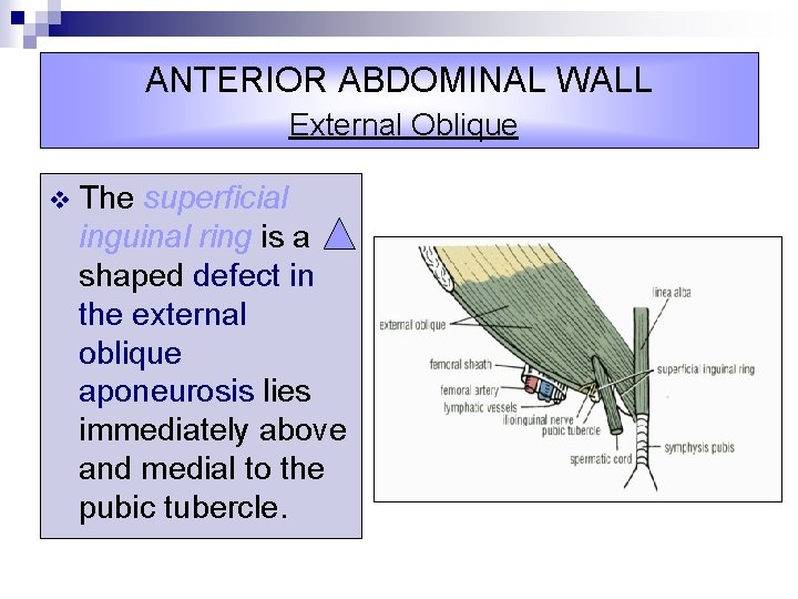 ANTERIOR ABDOMINAL WALL External Oblique v The superficial inguinal ring is a shaped defect