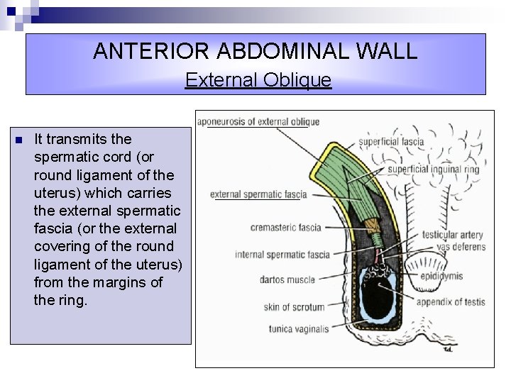 ANTERIOR ABDOMINAL WALL External Oblique n It transmits the spermatic cord (or round ligament