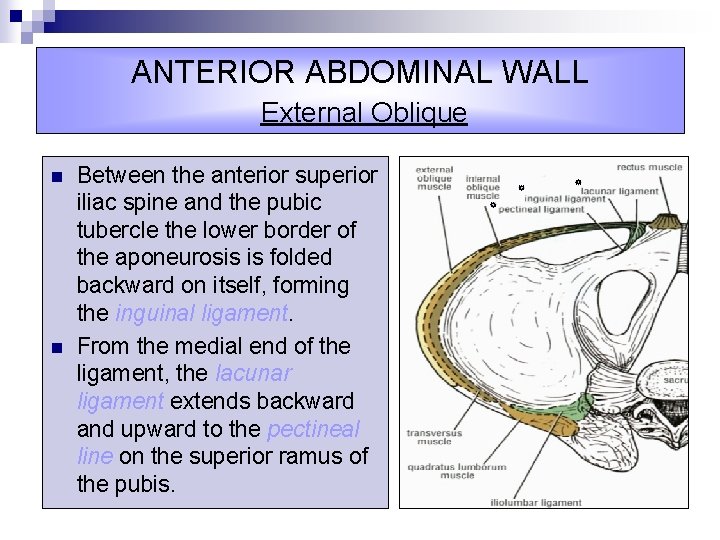 ANTERIOR ABDOMINAL WALL External Oblique n n Between the anterior superior iliac spine and