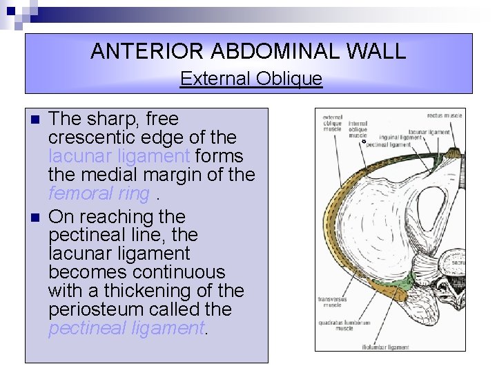 ANTERIOR ABDOMINAL WALL External Oblique n n The sharp, free crescentic edge of the