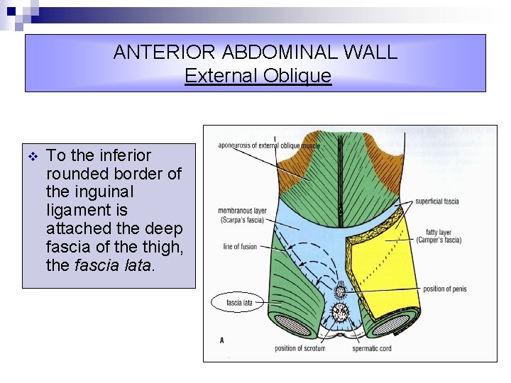 ANTERIOR ABDOMINAL WALL External Oblique v To the inferior rounded border of the inguinal