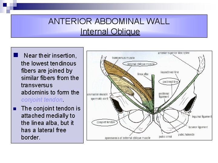 ANTERIOR ABDOMINAL WALL Internal Oblique n Near their insertion, n the lowest tendinous fibers