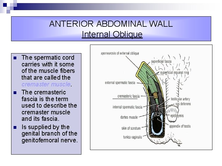 ANTERIOR ABDOMINAL WALL Internal Oblique n n n The spermatic cord carries with it