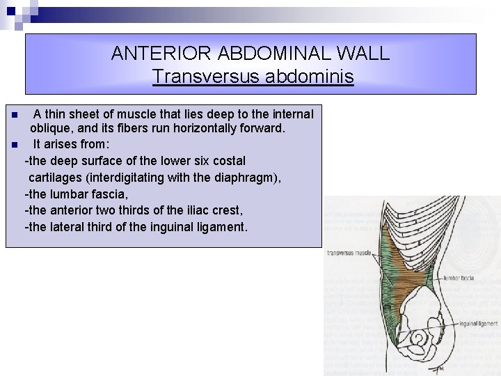 ANTERIOR ABDOMINAL WALL Transversus abdominis n n A thin sheet of muscle that lies