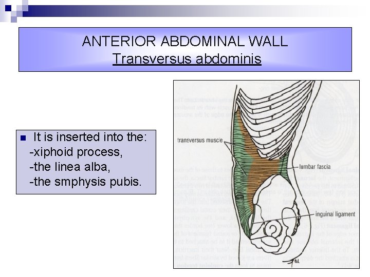 ANTERIOR ABDOMINAL WALL Transversus abdominis n It is inserted into the: -xiphoid process, -the
