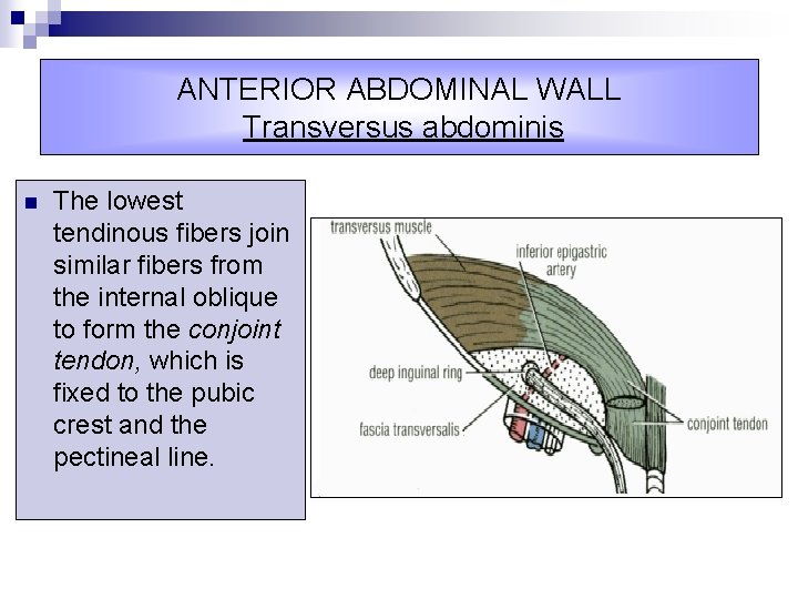 ANTERIOR ABDOMINAL WALL Transversus abdominis n The lowest tendinous fibers join similar fibers from
