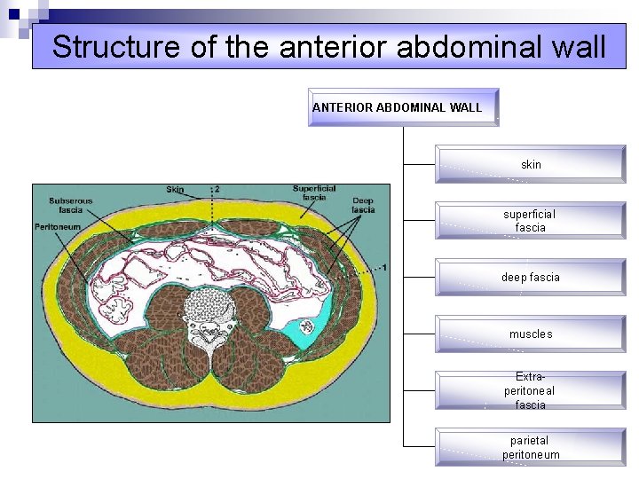 Structure of the anterior abdominal wall ANTERIOR ABDOMINAL WALL skin superficial fascia deep fascia