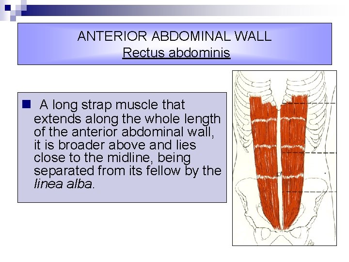 ANTERIOR ABDOMINAL WALL Rectus abdominis n A long strap muscle that extends along the