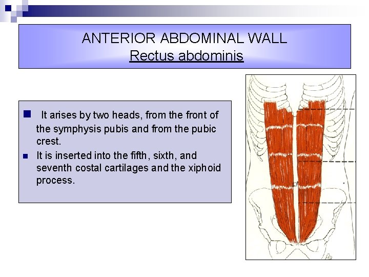 ANTERIOR ABDOMINAL WALL Rectus abdominis n It arises by two heads, from the front