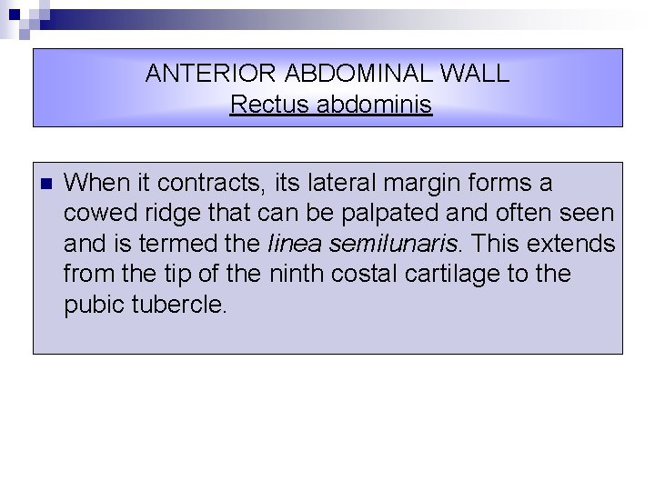 ANTERIOR ABDOMINAL WALL Rectus abdominis n When it contracts, its lateral margin forms a