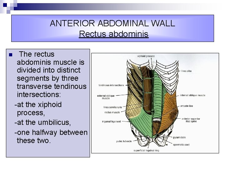ANTERIOR ABDOMINAL WALL Rectus abdominis n The rectus abdominis muscle is divided into distinct