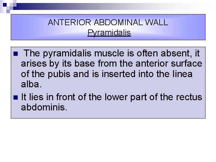 ANTERIOR ABDOMINAL WALL Pyramidalis The pyramidalis muscle is often absent, it arises by its