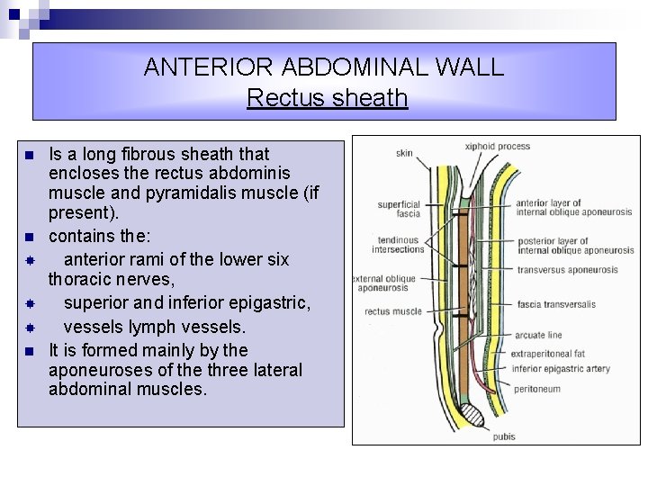 ANTERIOR ABDOMINAL WALL Rectus sheath n n n Is a long fibrous sheath that