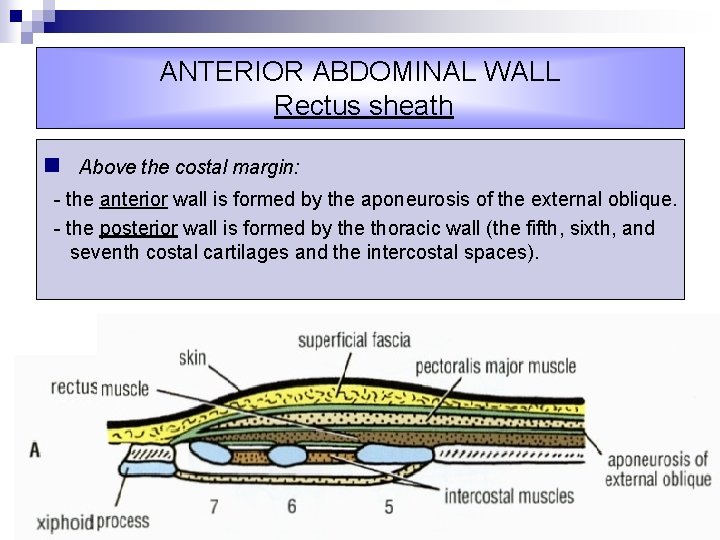 ANTERIOR ABDOMINAL WALL Rectus sheath n Above the costal margin: - the anterior wall