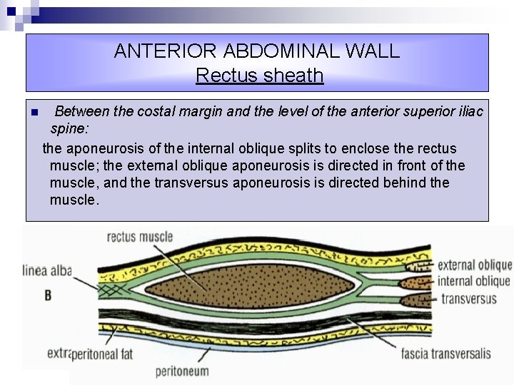 ANTERIOR ABDOMINAL WALL Rectus sheath n Between the costal margin and the level of