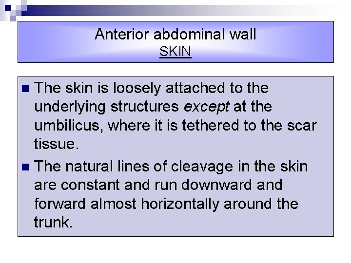 Anterior abdominal wall SKIN The skin is loosely attached to the underlying structures except