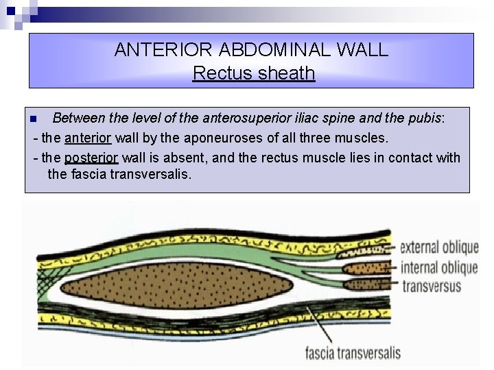 ANTERIOR ABDOMINAL WALL Rectus sheath Between the level of the anterosuperior iliac spine and