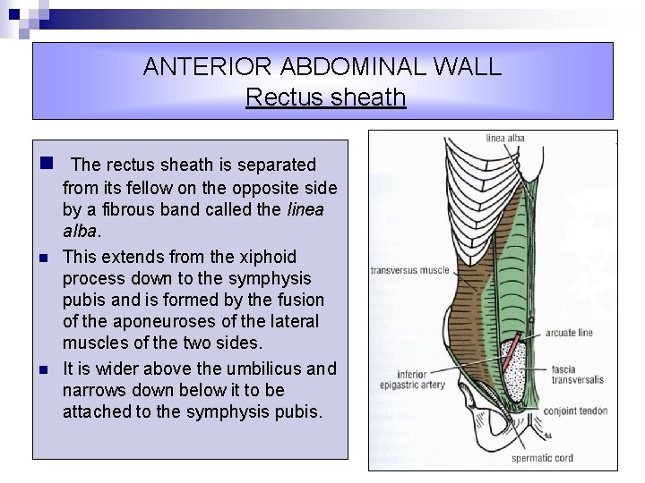 ANTERIOR ABDOMINAL WALL Rectus sheath n The rectus sheath is separated n n from