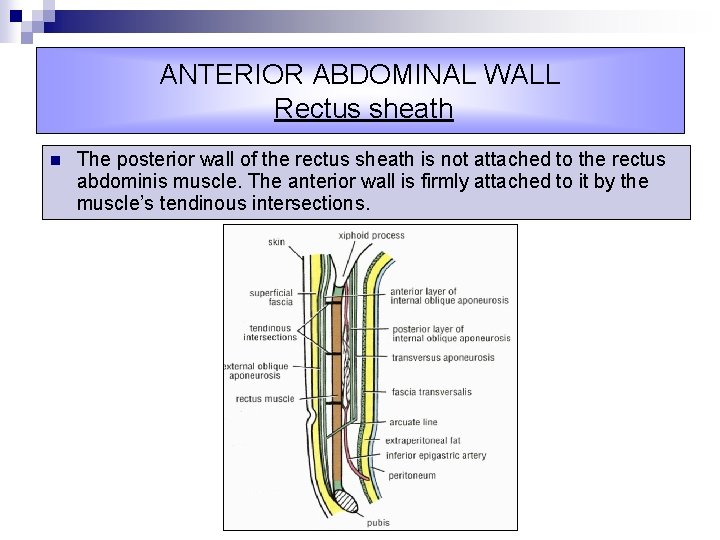 ANTERIOR ABDOMINAL WALL Rectus sheath n The posterior wall of the rectus sheath is