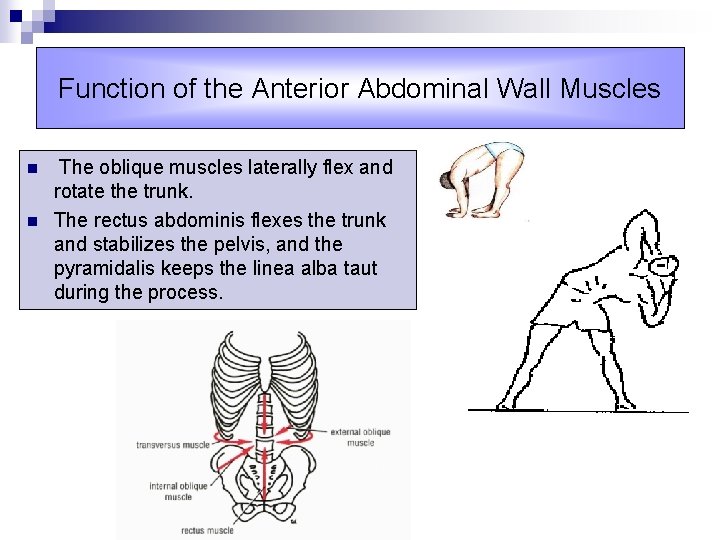 Function of the Anterior Abdominal Wall Muscles n n The oblique muscles laterally flex
