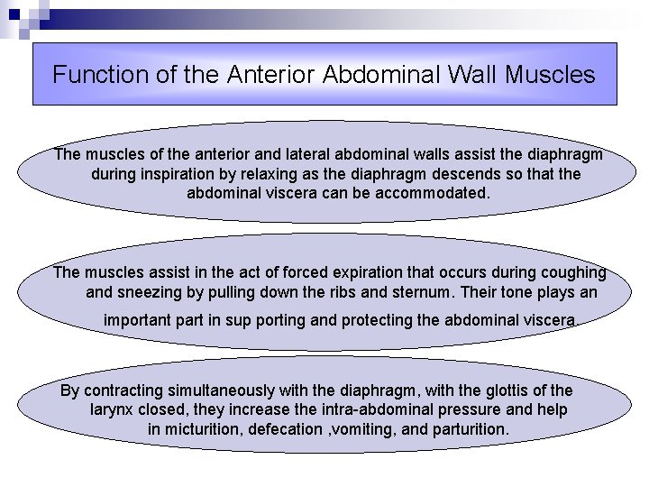 Function of the Anterior Abdominal Wall Muscles The muscles of the anterior and lateral