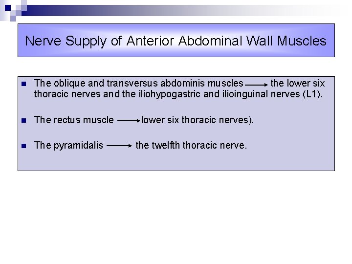 Nerve Supply of Anterior Abdominal Wall Muscles n The oblique and transversus abdominis muscles
