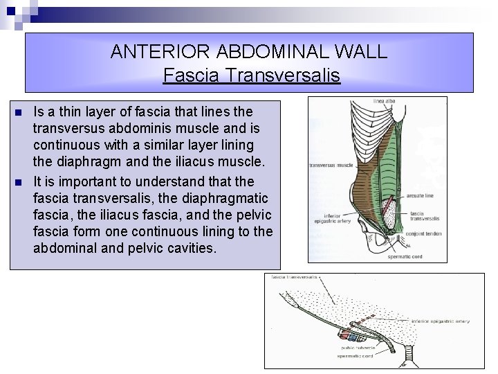 ANTERIOR ABDOMINAL WALL Fascia Transversalis n n Is a thin layer of fascia that