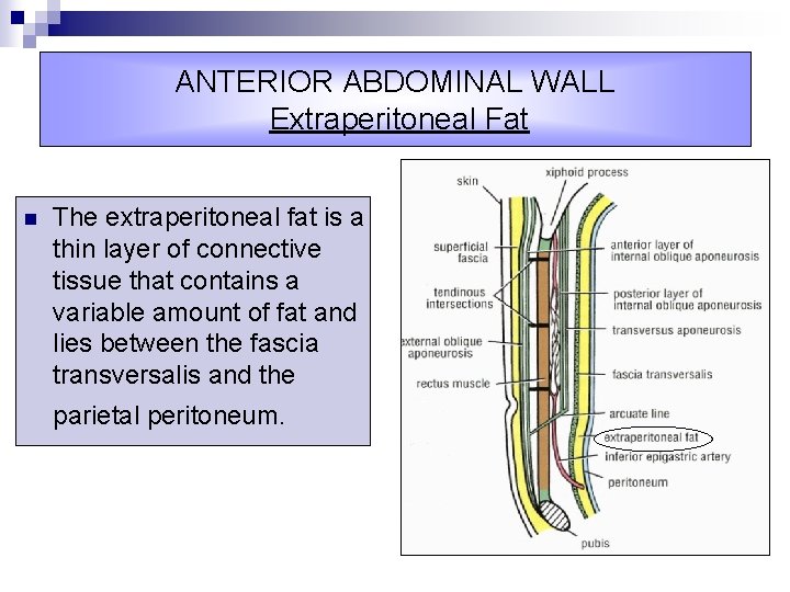 ANTERIOR ABDOMINAL WALL Extraperitoneal Fat n The extraperitoneal fat is a thin layer of