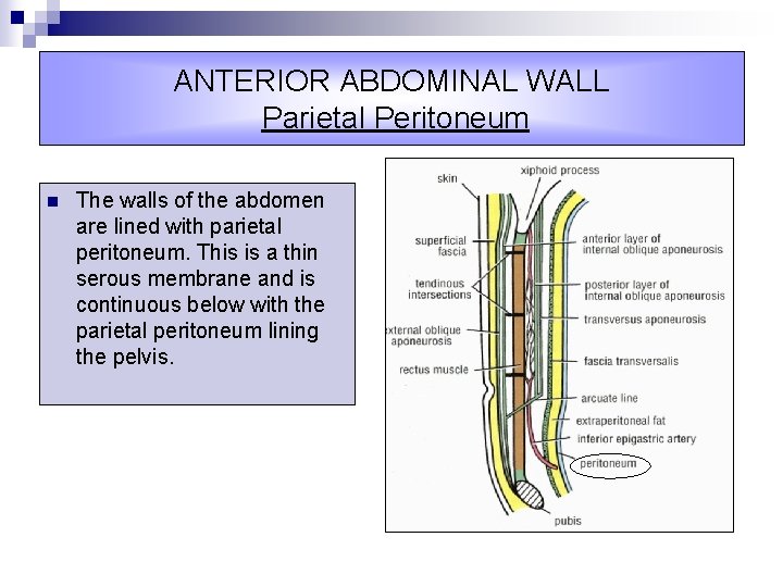 ANTERIOR ABDOMINAL WALL Parietal Peritoneum n The walls of the abdomen are lined with