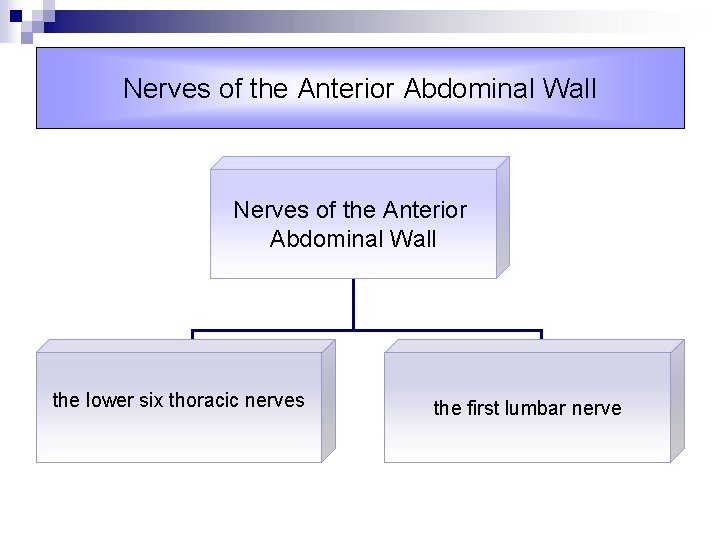 Nerves of the Anterior Abdominal Wall the lower six thoracic nerves the first lumbar