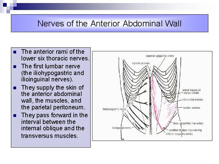 Nerves of the Anterior Abdominal Wall n n The anterior rami of the lower