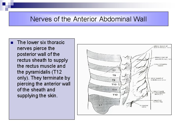 Nerves of the Anterior Abdominal Wall n The lower six thoracic nerves pierce the