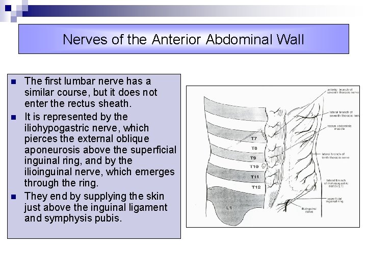 Nerves of the Anterior Abdominal Wall n n n The first lumbar nerve has