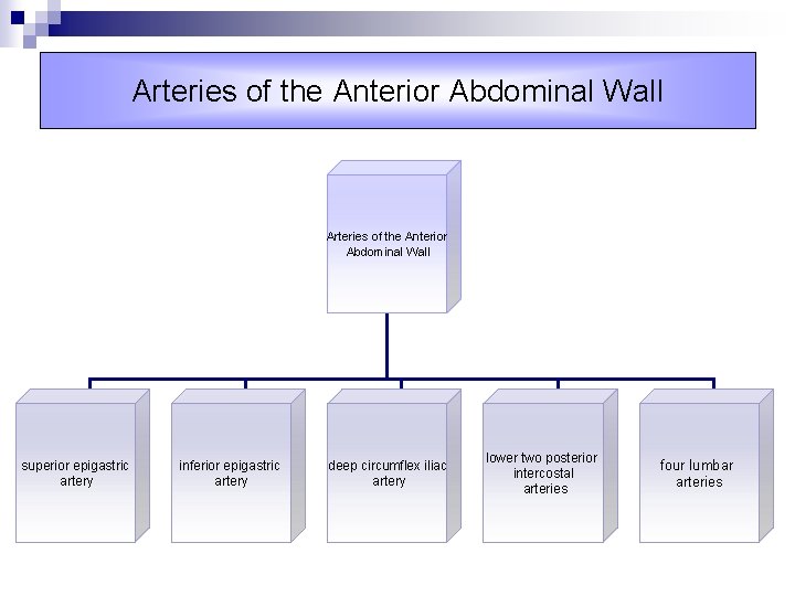 Arteries of the Anterior Abdominal Wall superior epigastric artery inferior epigastric artery deep circumflex