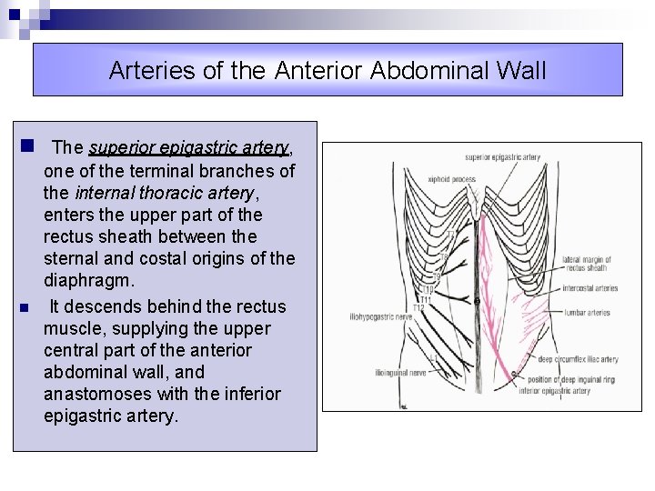 Arteries of the Anterior Abdominal Wall n The superior epigastric artery, n one of