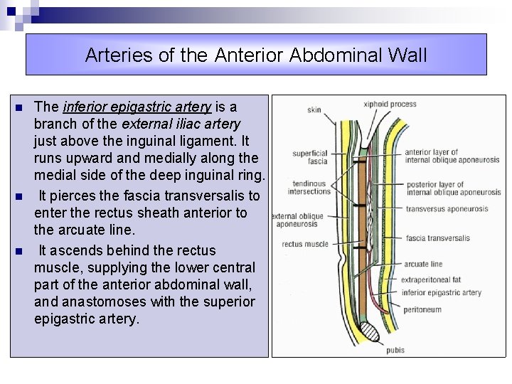 Arteries of the Anterior Abdominal Wall n n n The inferior epigastric artery is