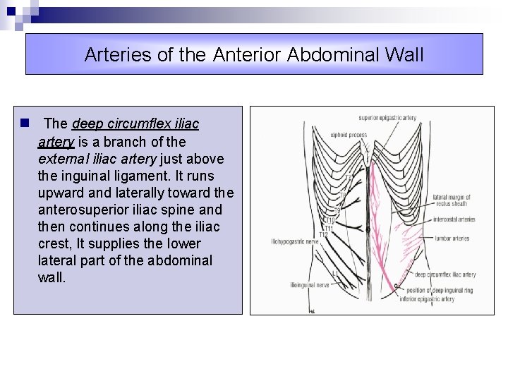 Arteries of the Anterior Abdominal Wall n The deep circumflex iliac artery is a