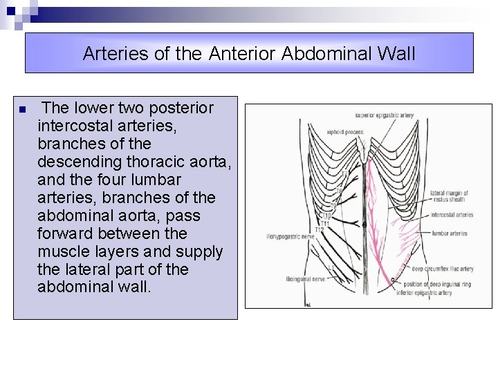 Arteries of the Anterior Abdominal Wall n The lower two posterior intercostal arteries, branches