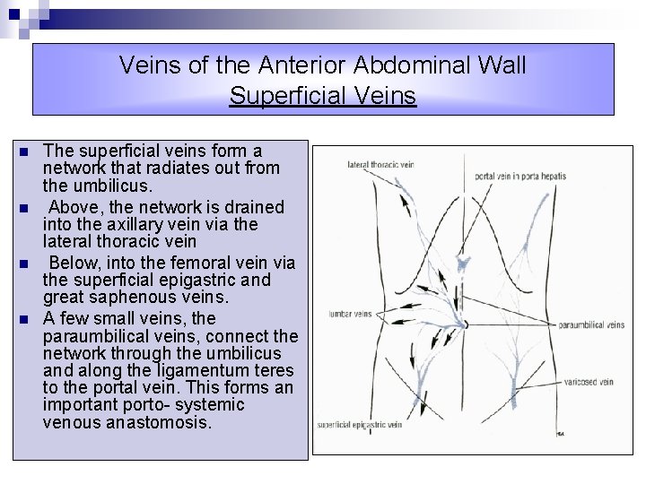 Veins of the Anterior Abdominal Wall Superficial Veins n n The superficial veins form