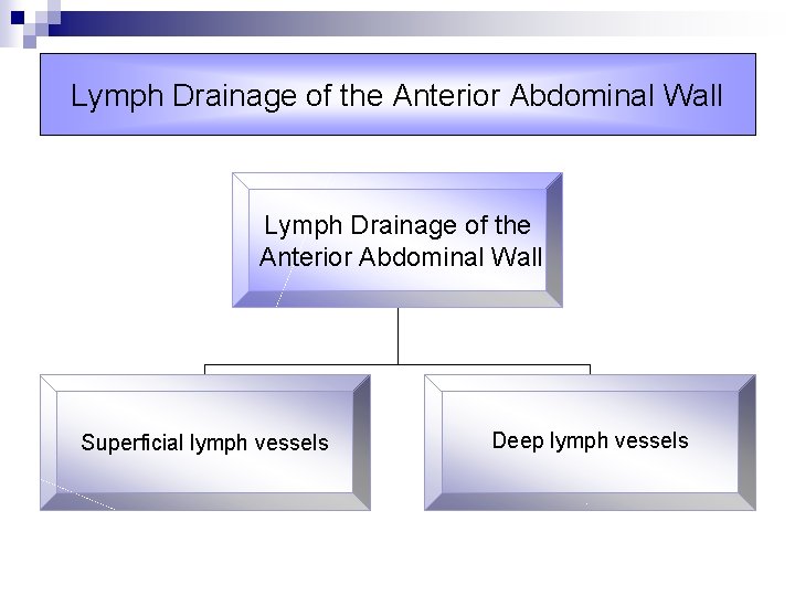 Lymph Drainage of the Anterior Abdominal Wall Superficial lymph vessels Deep lymph vessels 
