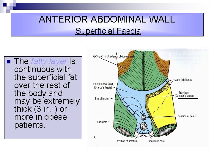 ANTERIOR ABDOMINAL WALL Superficial Fascia n The fatty layer is continuous with the superficial