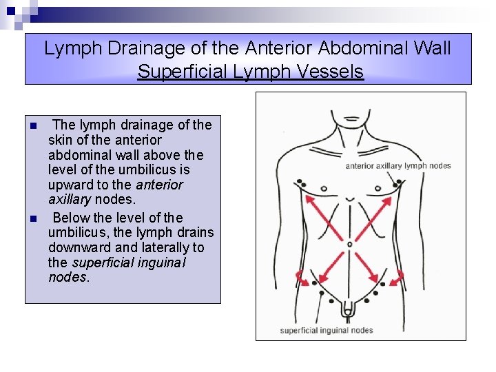Lymph Drainage of the Anterior Abdominal Wall Superficial Lymph Vessels n n The lymph